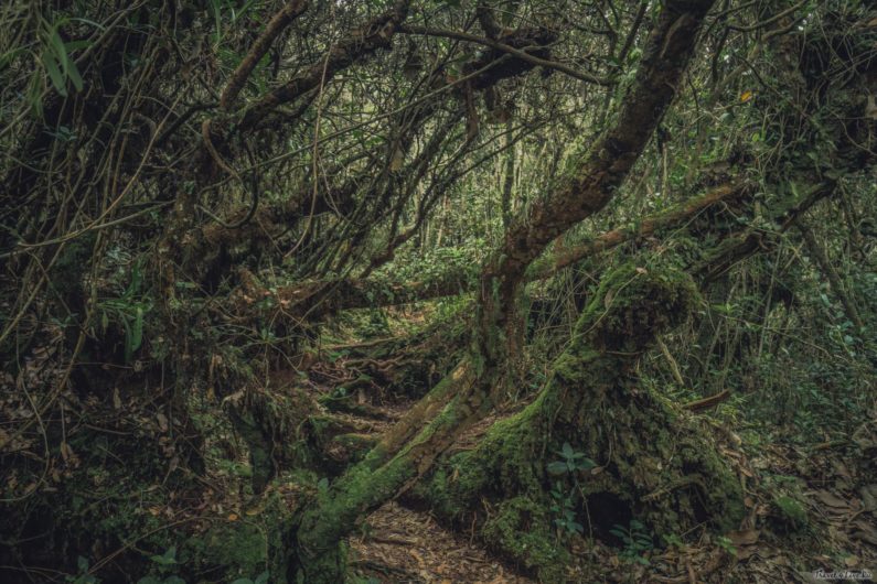 Мшистый лес (Mossy forest) Кемерон Хайлендс