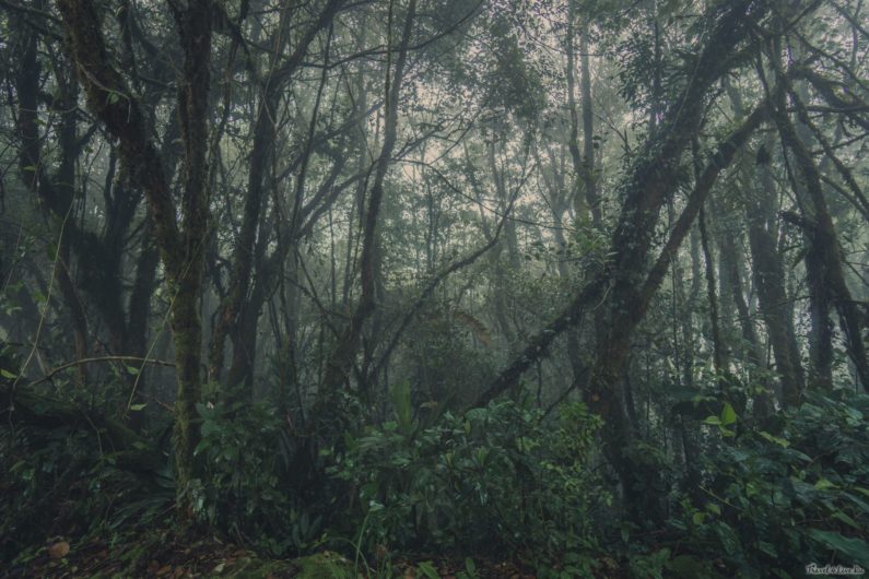 Мшистый лес (Mossy forest) Кемерон Хайлендс